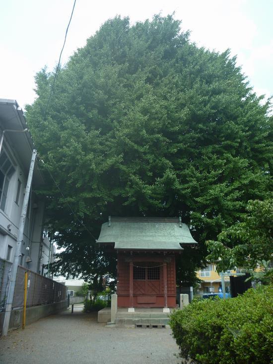 神社の後ろにそびえたつ大きなイチョウの木の写真
