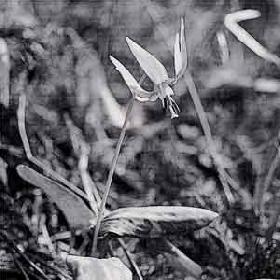 カタクリの花が咲いている白黒写真