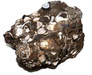 多くの貝殻などが重なり合って出来た化石のような塊の写真