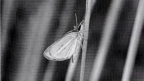 茎に止まっている1匹のギンイチモンジセセリの白黒写真
