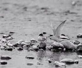 水辺で一羽が餌を銜えて、もう1羽が見ているコアジサシの白黒写真