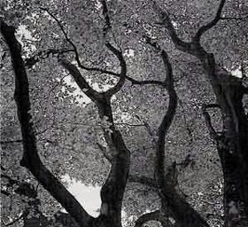 葉っぱがたくさん多い茂った木の白黒写真