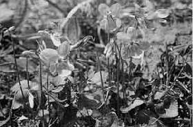 タチツボスミレの花が咲いている白黒写真