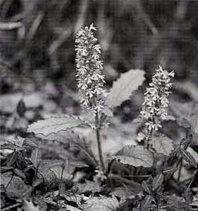 葉っぱがギザギザでたくさんの小さな蕾をつけたジュウニヒトエの白黒写真