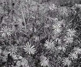 陽の光を浴びて何輪も咲いているカワラノギクの白黒写真