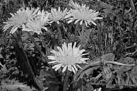 カントウタンポポの花が咲いている白黒写真