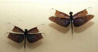 羽根の色が茶色で先端だけ透明になっている2匹のチョウトンボの標本の写真