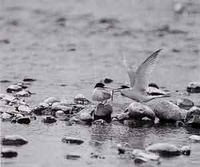 二羽のコアジサシが川辺の石の上に乗っており、羽根を広げている右側の鳥が左側にエサを与えている写真
