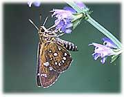 羽が茶色で白色の斑点模様があるホソバセセリが花にとまっている写真
