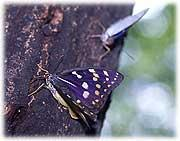 羽が青紫色をしており、白色の斑点模様がついているオオムラサキの蝶が木にとまっている写真