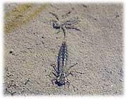 足が体の左右に3本ずつあるカトリヤンマの幼虫2匹が、水中の砂の上にいる様子を撮影した写真