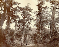 道の両脇に大きな木が立ち並び、道沿いに歩いている人や座っている人が映っている昔の白黒写真