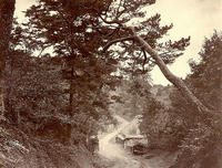 樹木が茂っている山を切り開いた道沿いの右側にある1本の木が倒れかかっている、昔の東海道の白黒写真