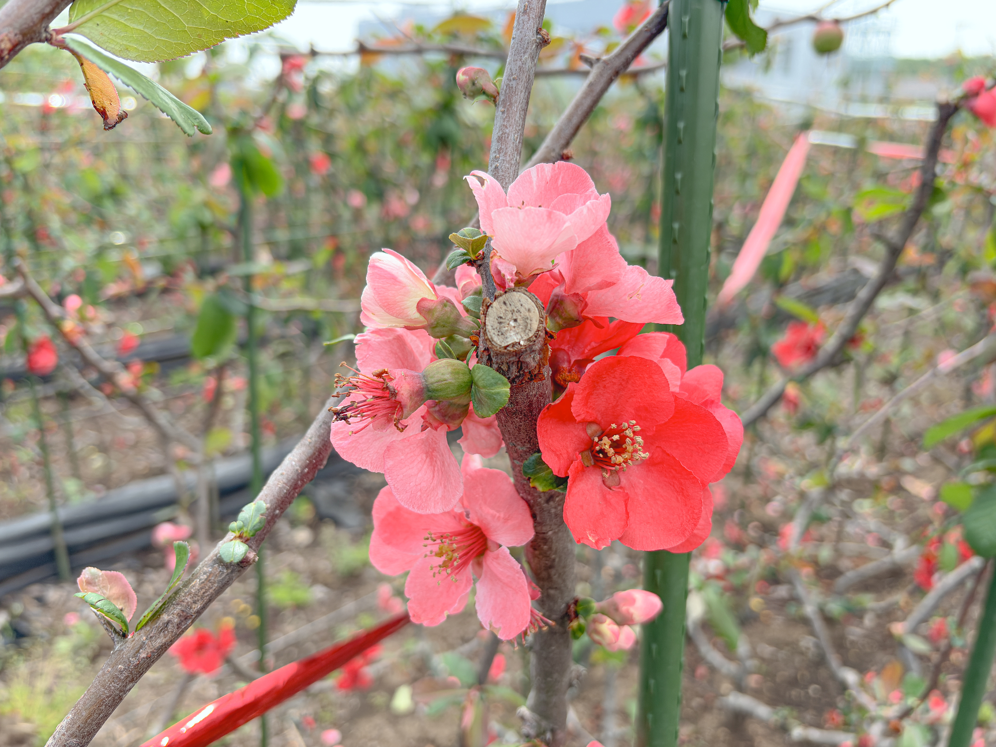 農委だより98号 木瓜の花