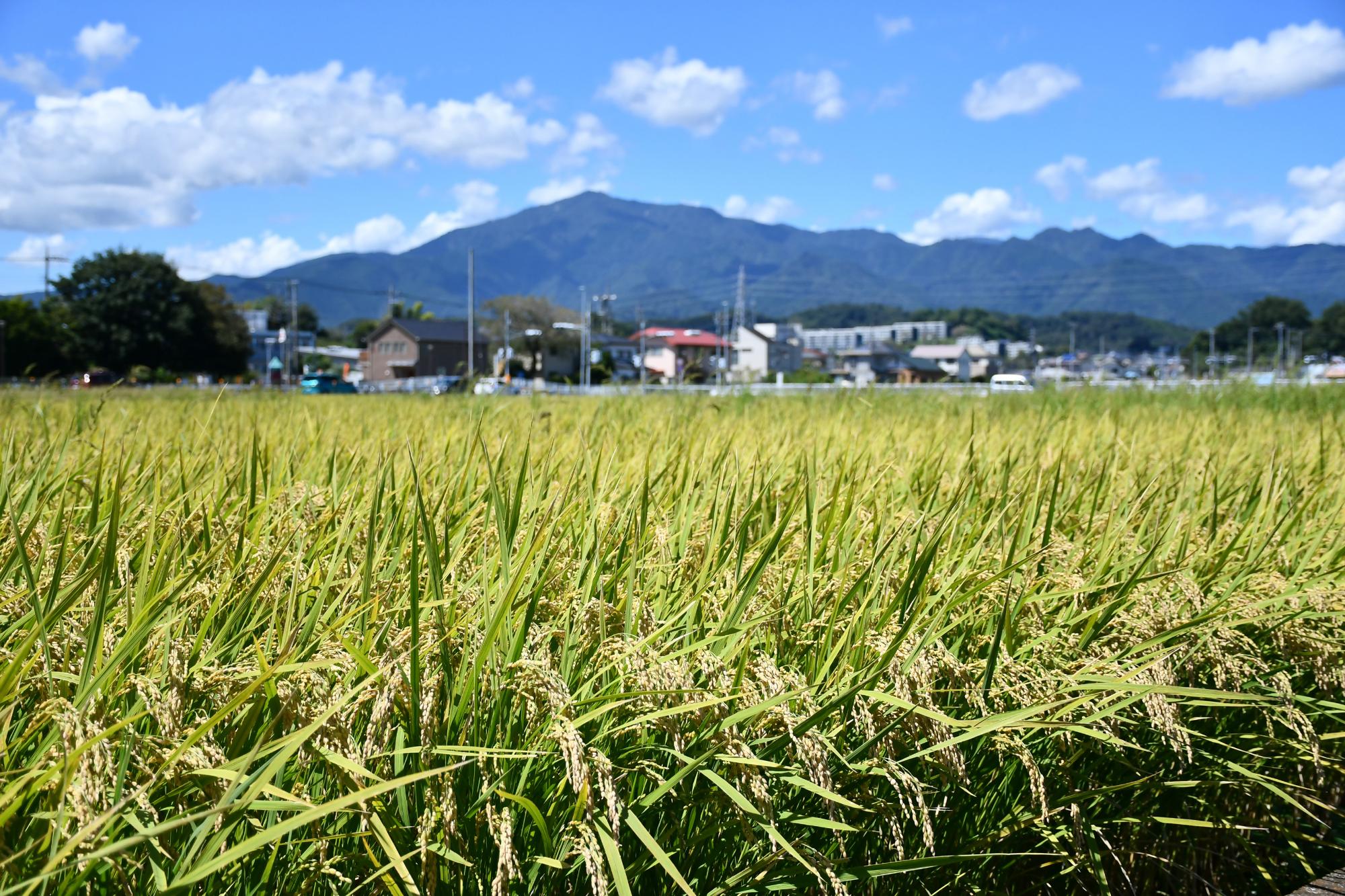 農地パトロールのお知らせ