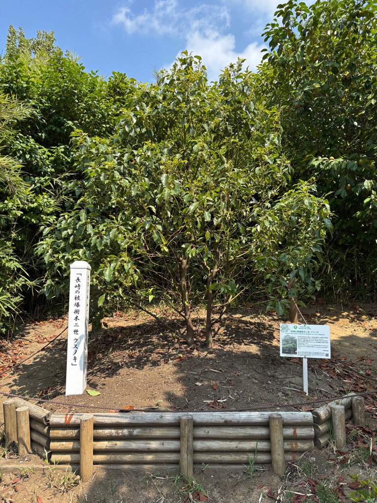 クスノキ（令和7年8月）